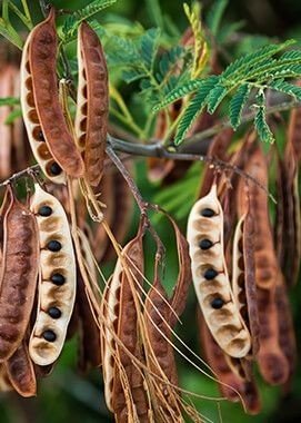 Acacia del Senegal
