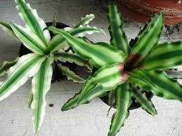 Bromelia