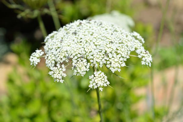 Cicuta maggiore