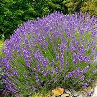 Lavanda