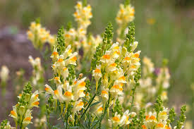 Linaria