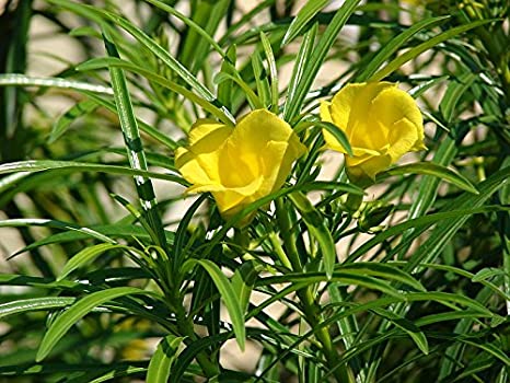 Oleandro giallo