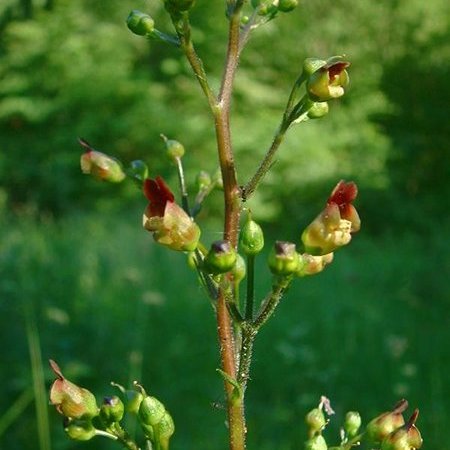 Scrofularia maggiore