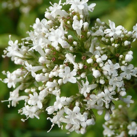 Valeriana